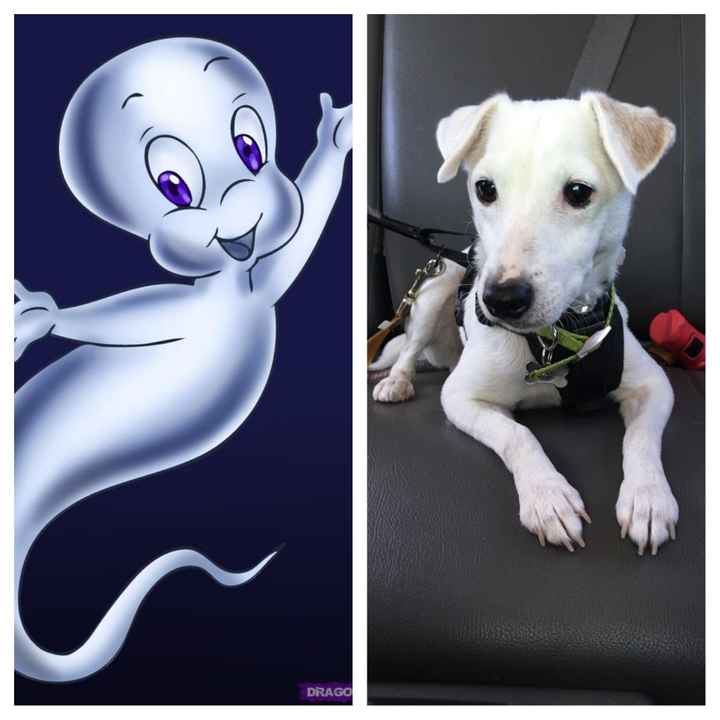 NWR: Pet Owners...Can we play a fun game? :D