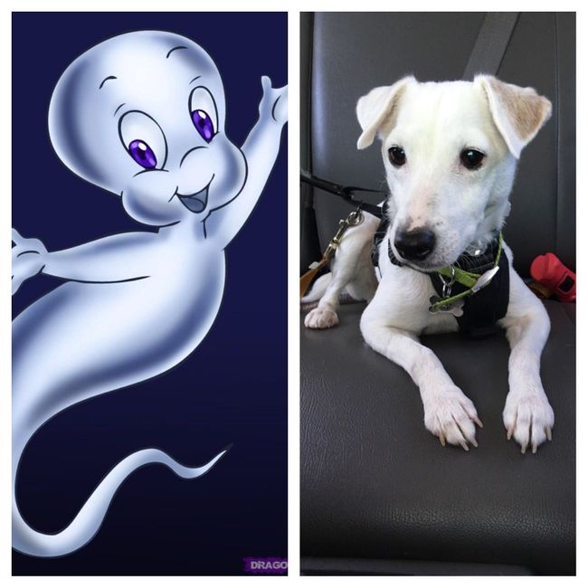 NWR: Pet Owners...Can we play a fun game? :D