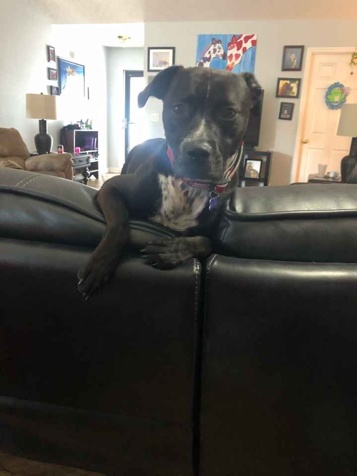 Let's see your fur babies!! - 1