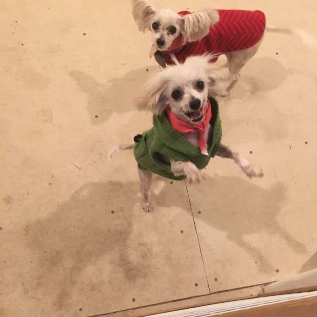 Show me your fur babies!