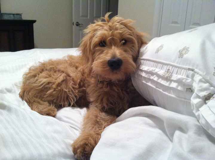 NWR: My puppy is adorable :) Cat memes spinoff