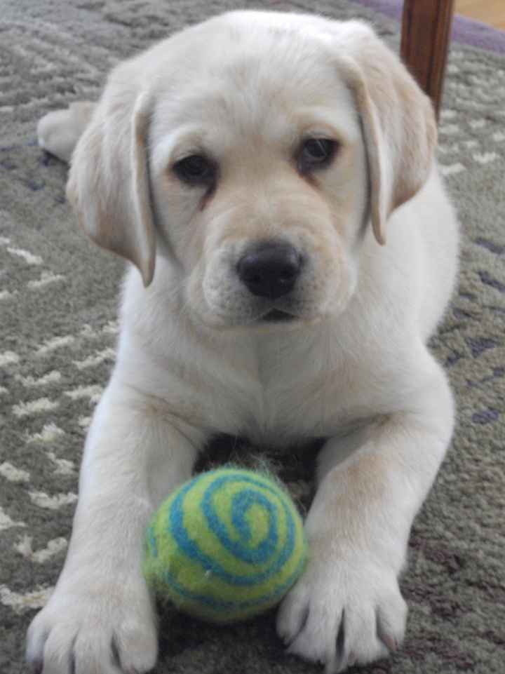 Furbabies then and now