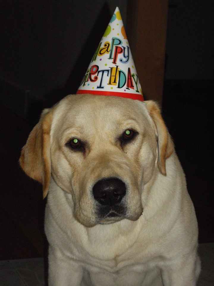 Furbabies then and now