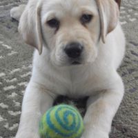 Furbabies then and now