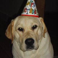 Furbabies then and now