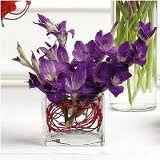 Gladiolus flowers.. Does anyone know anything about them?