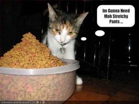 Workout Kitty Says If You See Me