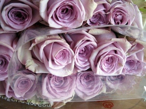 Avant Garde roses