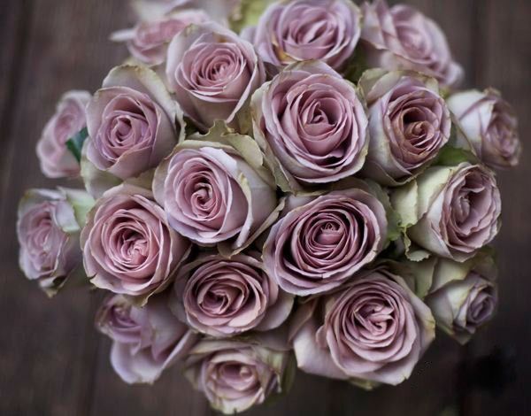 Amnesia roses