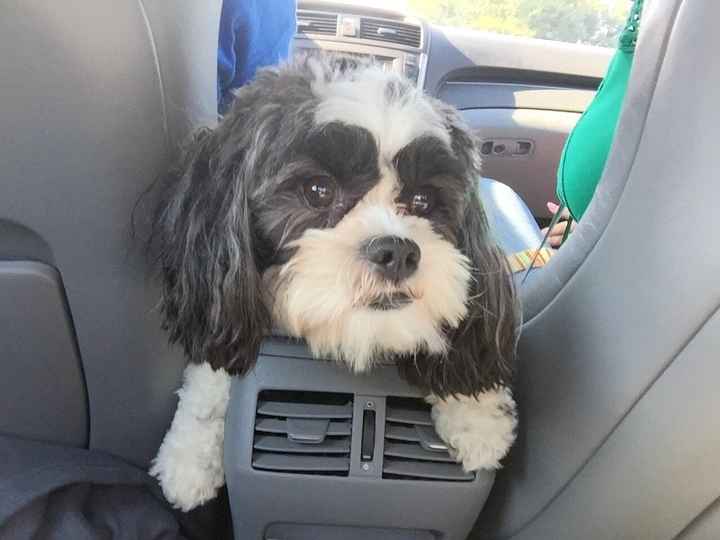 Got a new puppy, lets see a pic of your pets