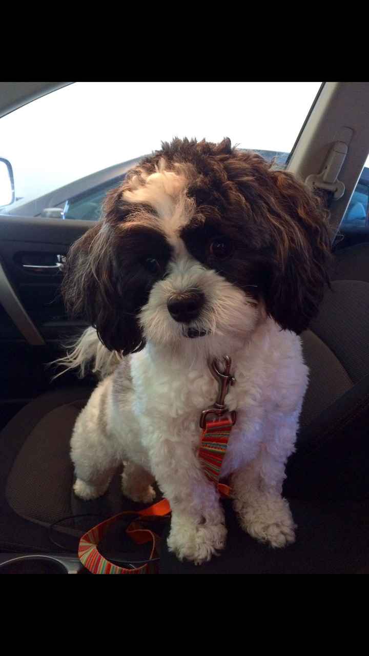 Brag Post - Pet Edition!