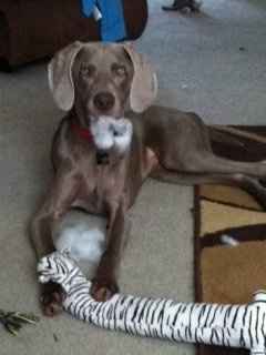 Do you and your FH have a pet?