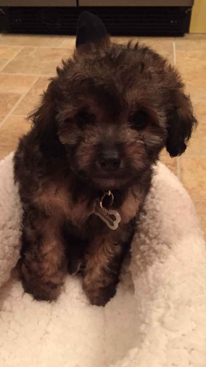 NWR: National Dog Day!