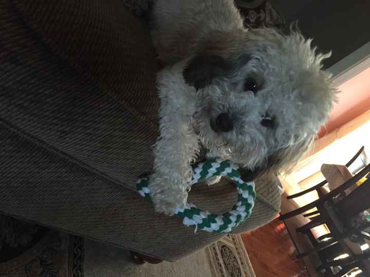 NWR: National Dog Day!