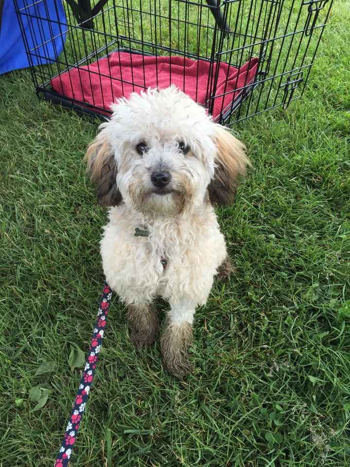 Fur babies with engagement/wedding photos