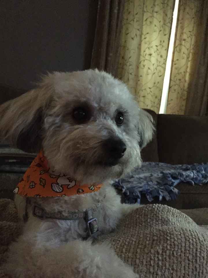 Just ordered my dogs first birthday cake! NWR