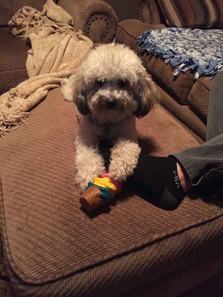 NWR: Pet Owners...Can we play a fun game? :D