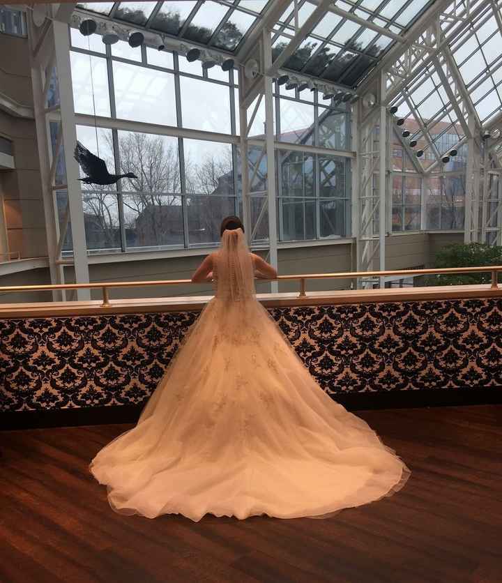 BAM: Winter Surprise Puppy Wedding - non-pro