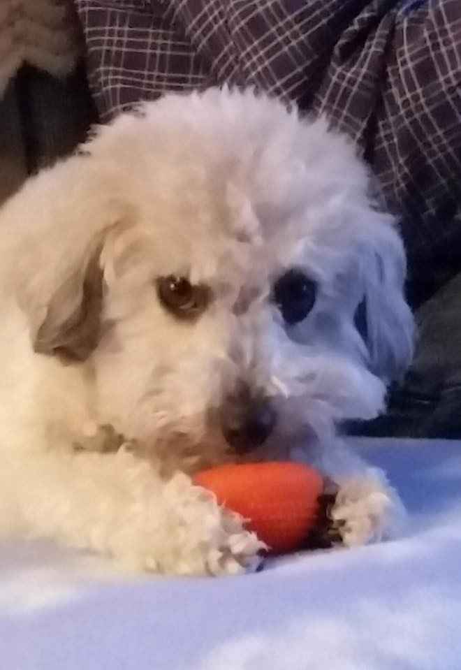 BAM: Winter Surprise Puppy Wedding - non-pro