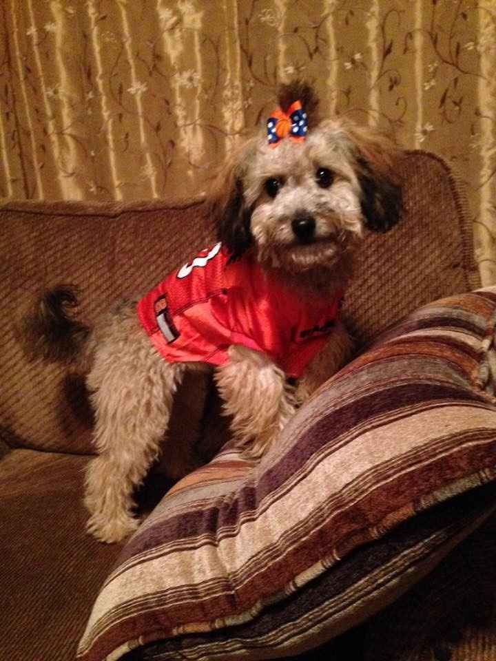 BAM: Winter Surprise Puppy Wedding - non-pro