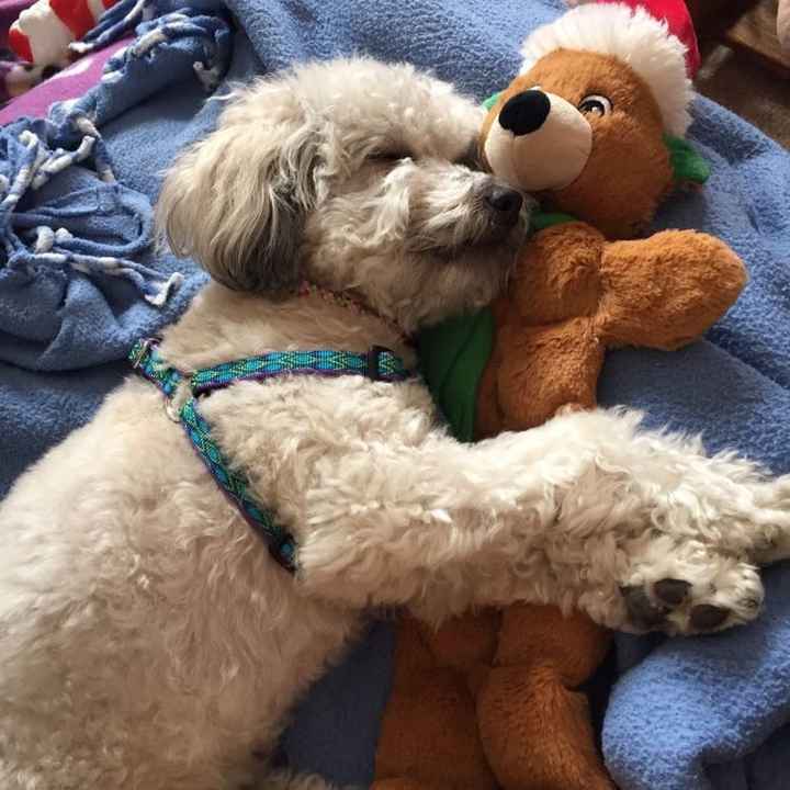 NWR: My pup thinks she's people. She's right. Show me your "people pups!"