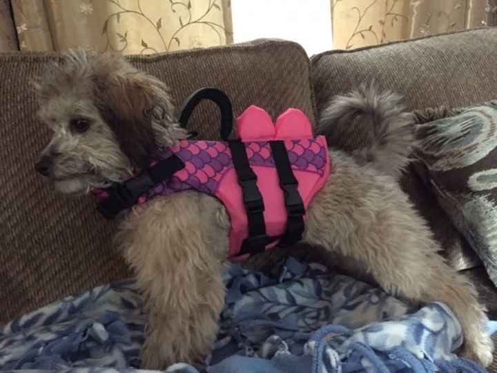 NWR: My pup thinks she's people. She's right. Show me your "people pups!"