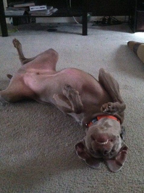 Just for fun, lets see your crazy pet child....