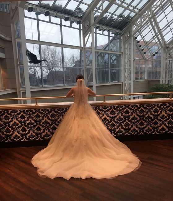 BAM: Winter Surprise Puppy Wedding - non-pro