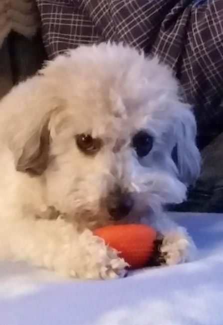 BAM: Winter Surprise Puppy Wedding - non-pro