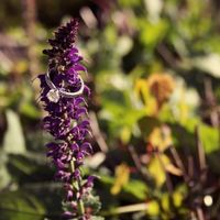 SHOW ME YOUR STUNNER