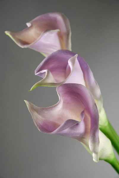 My 1st official purchase,  Real Touch flowers :) *pic*