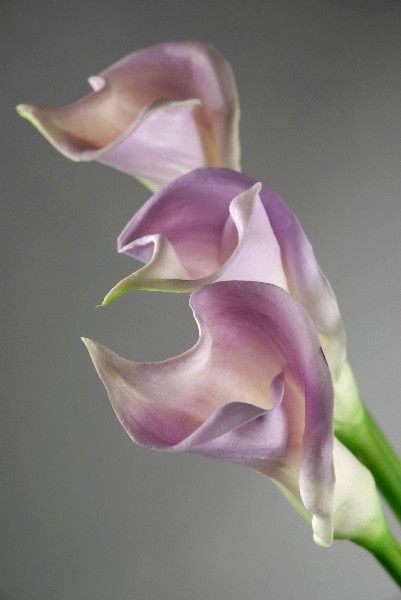 My 1st official purchase,  Real Touch flowers :) *pic*