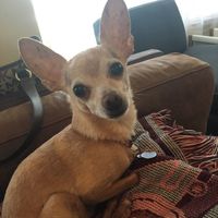 Show me your fur babies!