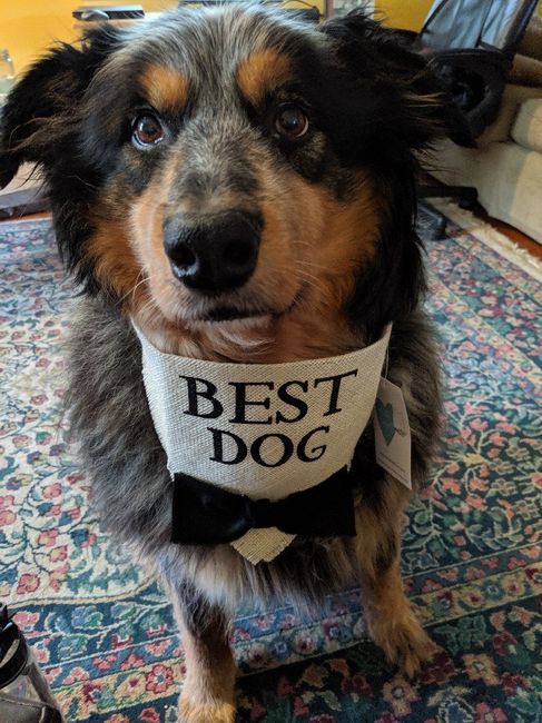 Dog Wedding Accessories 😂 2