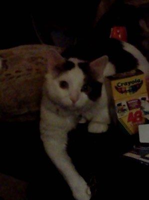 NWR: Show off your fur baby!