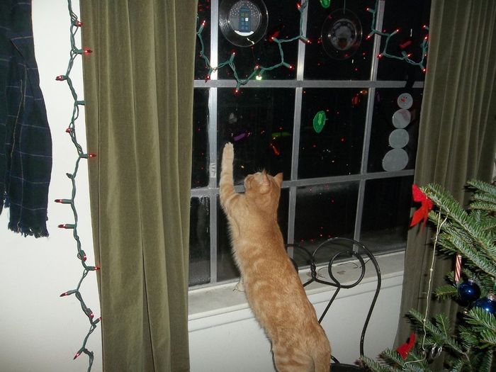 Christmas time with the furbabies!