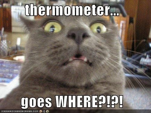 SINCE WE ARE STUCK WITH SPAM...HOW ABOUT CATS