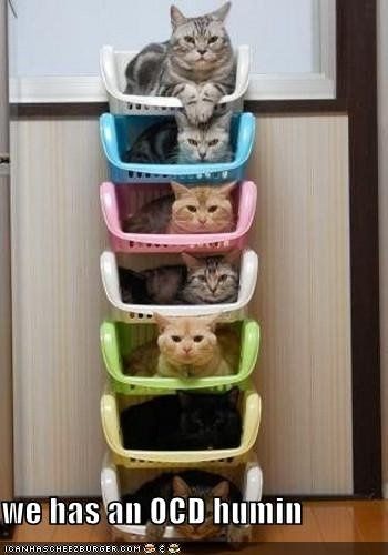SINCE WE ARE STUCK WITH SPAM...HOW ABOUT CATS