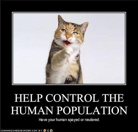 SINCE WE ARE STUCK WITH SPAM...HOW ABOUT CATS