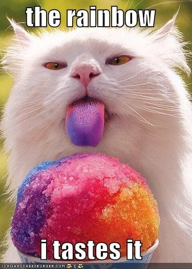 SINCE WE ARE STUCK WITH SPAM...HOW ABOUT CATS