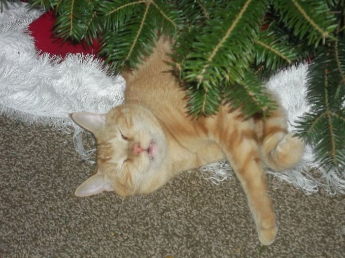SINCE WE ARE STUCK WITH SPAM...HOW ABOUT CATS