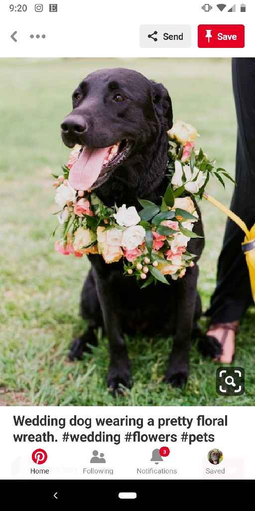 Pet Parents? - 2