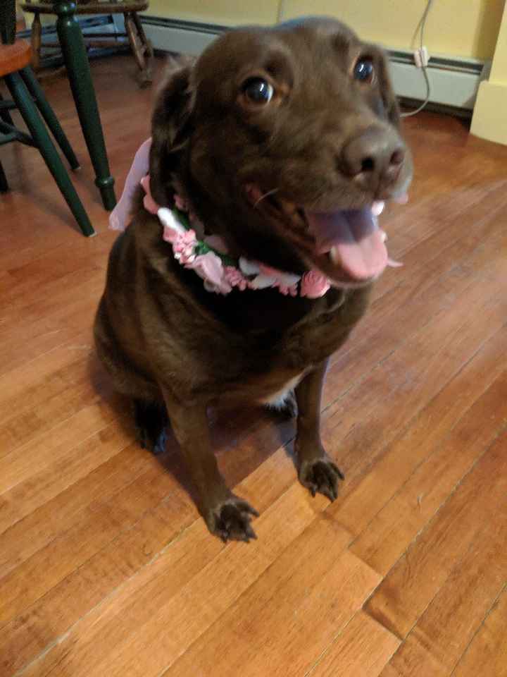 Dog Wedding Accessories 😂 - 1