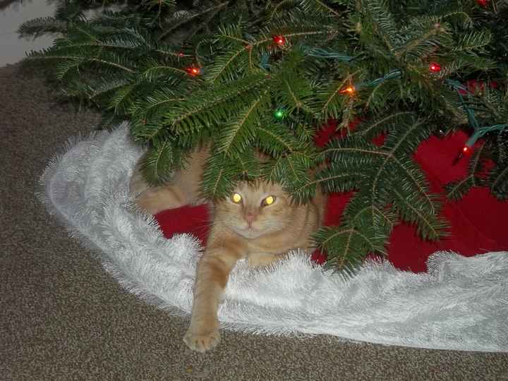 Christmas time with the furbabies!