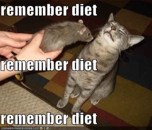 I am in love with this cat!