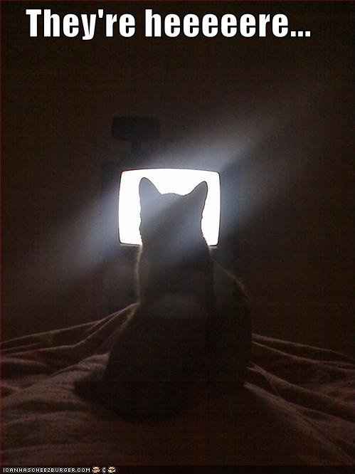SINCE WE ARE STUCK WITH SPAM...HOW ABOUT CATS