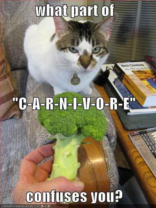 SINCE WE ARE STUCK WITH SPAM...HOW ABOUT CATS