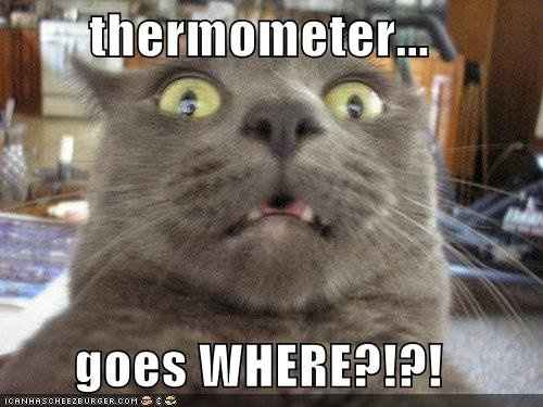 SINCE WE ARE STUCK WITH SPAM...HOW ABOUT CATS