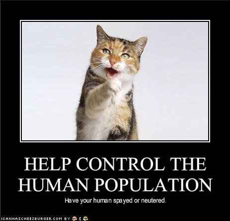 SINCE WE ARE STUCK WITH SPAM...HOW ABOUT CATS