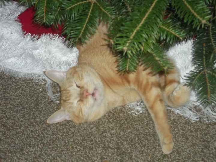 SINCE WE ARE STUCK WITH SPAM...HOW ABOUT CATS